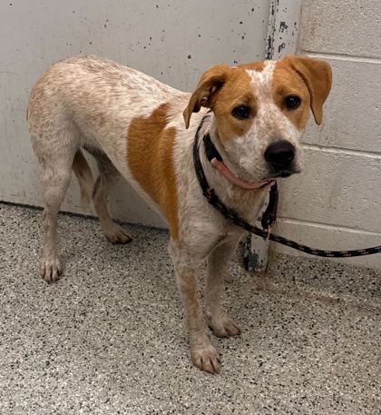 Shelter Stray Female Dog last seen Near E 12th Street, 64106, MO, Kansas City, MO 64132