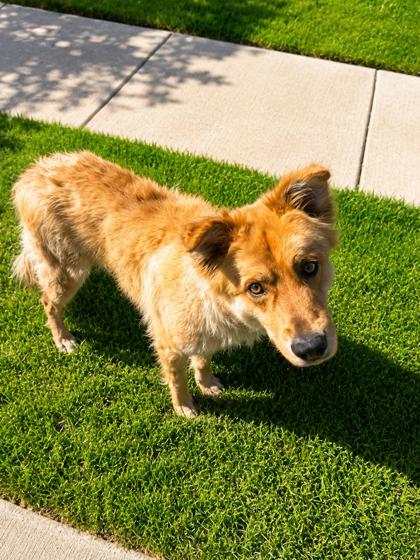 Shelter Stray Male Dog last seen Edgecliff Village, TX 76134, Fort Worth, TX 76140