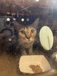 Shelter Stray Female Cat last seen Upland Lane, 75149, TX, Mesquite, TX 75149