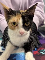 Shelter Stray Female Cat last seen Near FORUM RD, San Antonio, TX, San Antonio, TX 78229