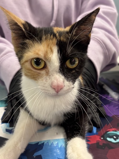 Shelter Stray Female Cat last seen Near FORUM RD, San Antonio, TX, San Antonio, TX 78229