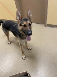 Shelter Stray Male Dog last seen Duncanville, TX 75116, Cedar Hill, TX 75104