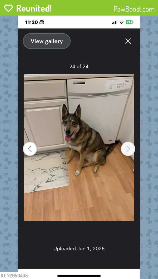 Reunited Female Dog last seen Fields Ertel/Butler Warren/Snider, Mason, OH 45040