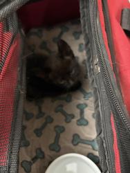 Found/Stray Unknown Cat last seen Vira Mariposa, East and Avenida de Seville by gate five, Laguna Woods, CA 92637