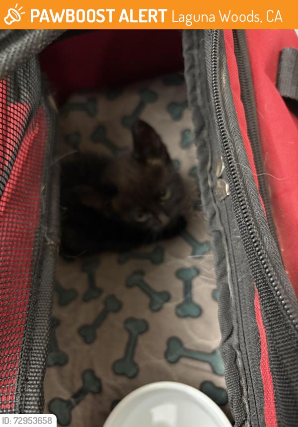 Found/Stray Unknown Cat last seen Vira Mariposa, East and Avenida de Seville by gate five, Laguna Woods, CA 92637