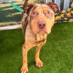 Shelter Stray Male Dog last seen College Station, TX 77840, Bryan, TX 77807