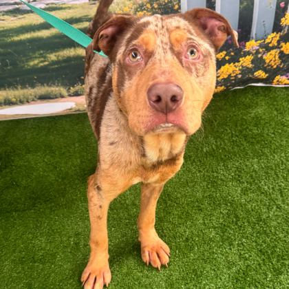 Shelter Stray Male Dog last seen College Station, TX 77840, Bryan, TX 77807