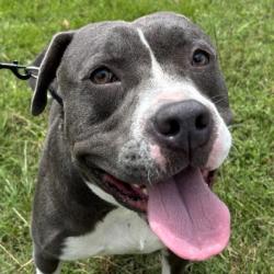 Shelter Stray Male Dog last seen Bryan, TX 77801, Bryan, TX 77807