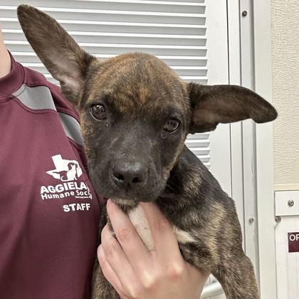 Shelter Stray Male Dog last seen Brazos County, TX 77808, Bryan, TX 77807