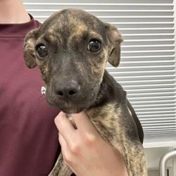 Shelter Stray Female Dog last seen Brazos County, TX 77808, Bryan, TX 77807