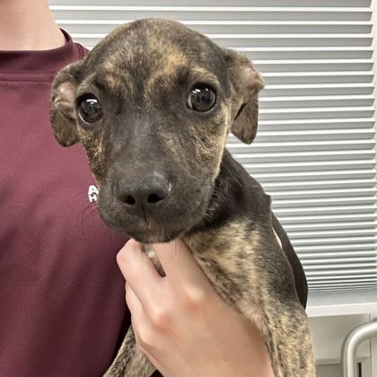 Shelter Stray Female Dog last seen Brazos County, TX 77808, Bryan, TX 77807