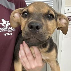 Shelter Stray Female Dog last seen Brazos County, TX 77808, Bryan, TX 77807