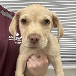 Shelter Stray Female Dog last seen Brazos County, TX 77808, Bryan, TX 77807