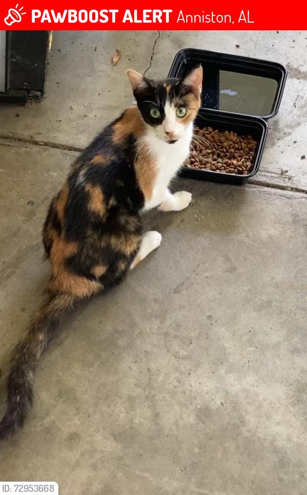 Lost Female Cat last seen Nunally Rd and Goat Farm Rd, Anniston, AL 36206
