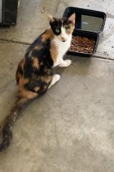 Lost Female Cat last seen Nunally Rd and Goat Farm Rd, Anniston, AL 36206