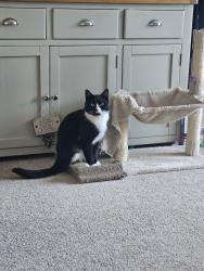 Reunited Male Cat last seen Little Week Road, Dawlish , Devon, England EX7 0RF