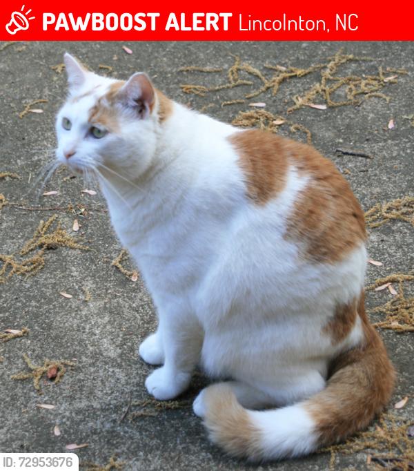 Lost Male Cat last seen Victor Street and Grove Street, Lincolnton, Lincolnton, NC 28092