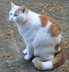 Lost Male Cat last seen Victor Street and Grove Street, Lincolnton, Lincolnton, NC 28092