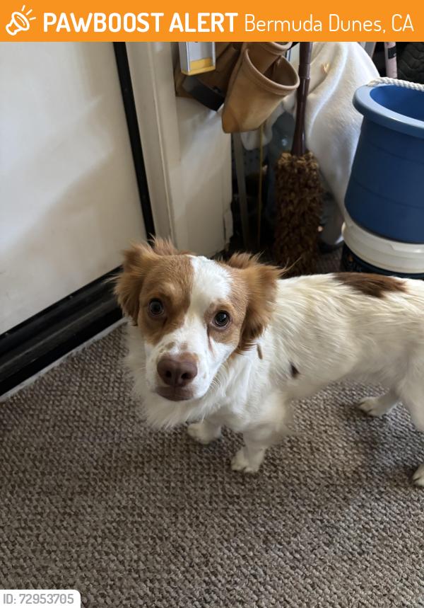 Found/Stray Male Dog last seen Chapleton and Fred Waring, Bermuda Dunes, CA 92203