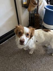 Found/Stray Male Dog last seen Chapleton and Fred Waring, Bermuda Dunes, CA 92203
