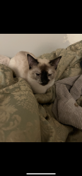 Lost Female Cat last seen Holly park lane complex , Surrey, BC V3R 6Y1