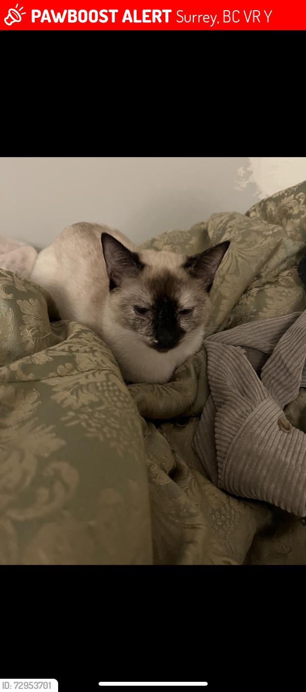 Lost Female Cat last seen Holly park lane complex , Surrey, BC V3R 6Y1