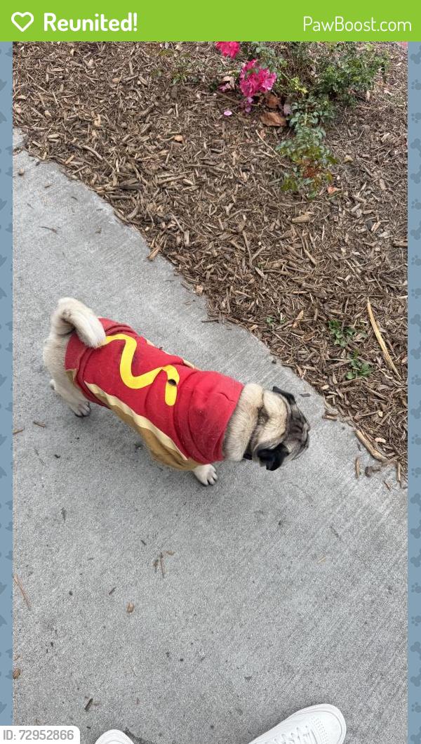 Reunited Male Dog last seen Clinton and Westminster , Garden Grove, CA 92843
