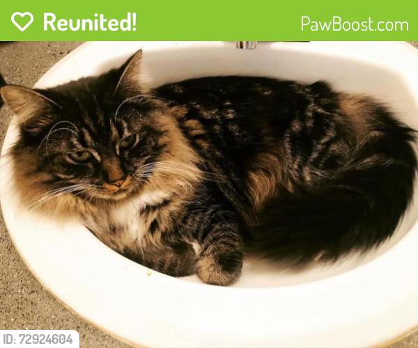 Reunited Female Cat last seen Austin Bluffs and Dublin, Colorado Springs, CO 80923