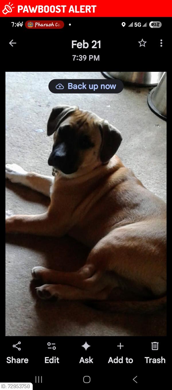 Lost Female Dog last seen Petty road , Jefferson County, AR 71603