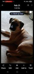 Lost Female Dog last seen Petty road , Jefferson County, AR 71603