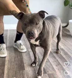 Reunited Male Dog last seen Sierra madre and San Gabriel , Azusa, CA 91702