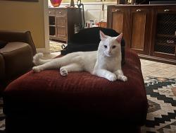 Lost Male Cat last seen Florence Ave. & Lakewood Blvd., Downey, CA 90241
