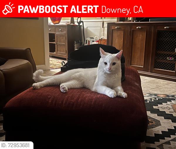 Lost Male Cat last seen Florence Ave. & Lakewood Blvd., Downey, CA 90241