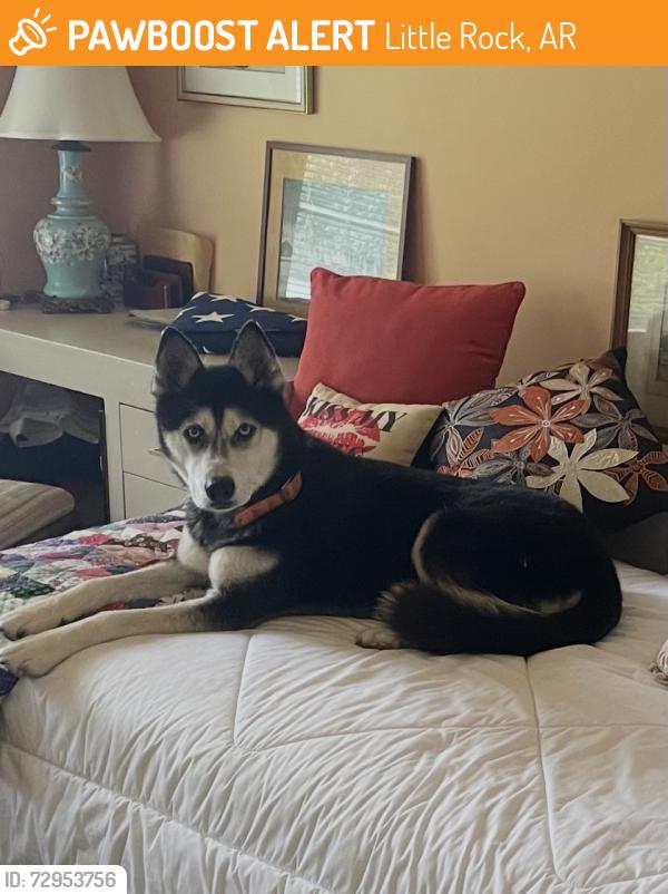 Found/Stray Unknown Dog last seen Kavanaugh Blvd and Taylor, Little Rock, AR 72205