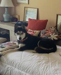 Found/Stray Unknown Dog last seen Kavanaugh Blvd and Taylor, Little Rock, AR 72205