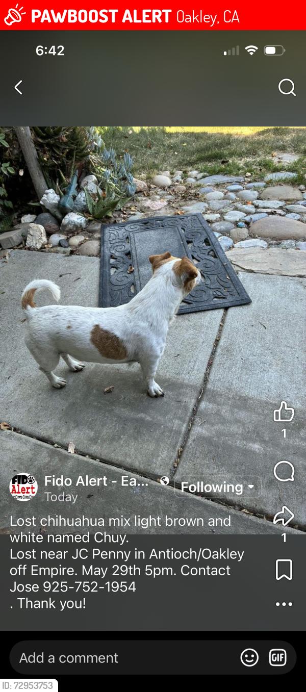 Lost Male Dog last seen JC Pennys and Target Lone Tree, Oakley, CA 94561