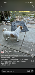 Lost Male Dog last seen JC Pennys and Target Lone Tree, Oakley, CA 94561