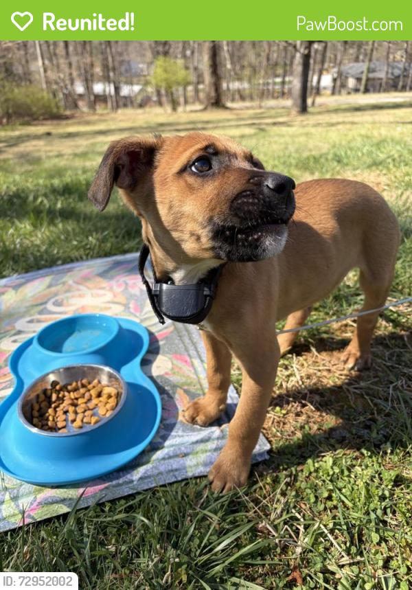 Reunited Male Dog last seen Near Daugherty rd, Salem, VA 24153