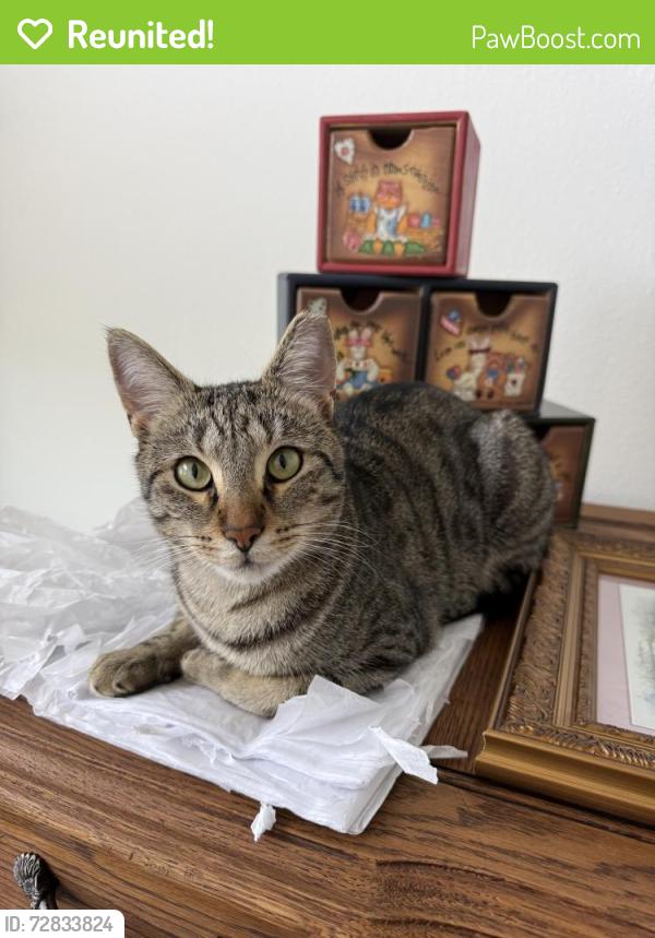 Reunited Male Cat last seen Near Gate Pkwy, Jacksonville, FL 32256