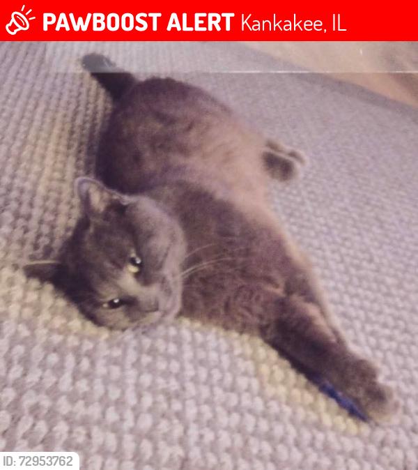 Lost Male Cat last seen Kankakee community college, Kankakee, IL 60901