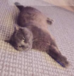 Lost Male Cat last seen Kankakee community college, Kankakee, IL 60901