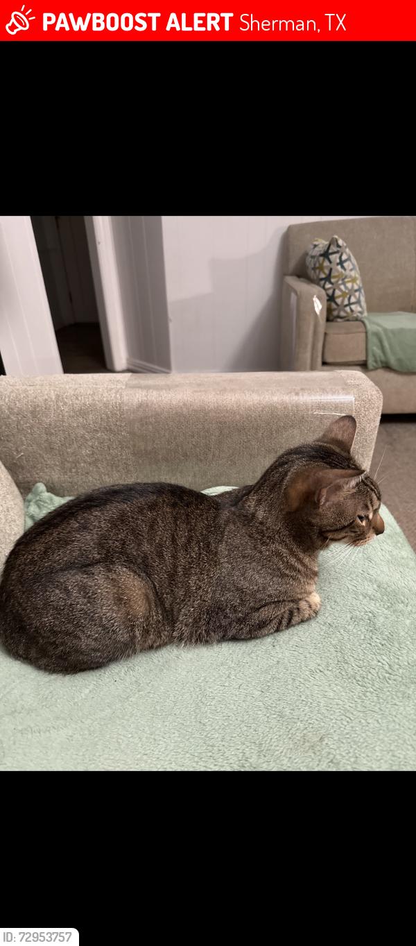Lost Male Cat last seen Rickets st an Houston st Sherman tx, Sherman, TX 75092
