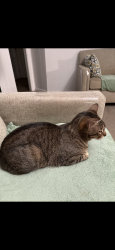 Lost Male Cat last seen Rickets st an Houston st Sherman tx, Sherman, TX 75092