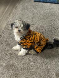 Lost Female Dog last seen Near , Irving, TX 75038