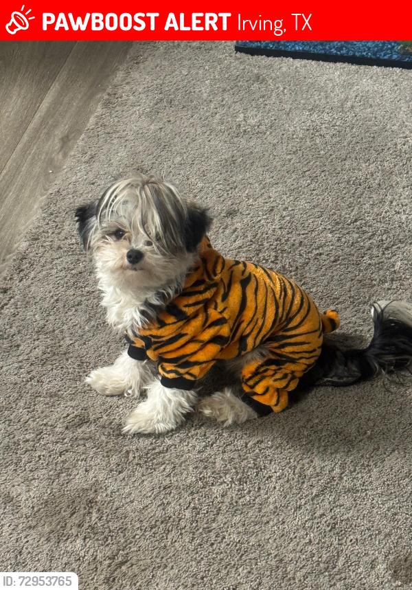 Lost Female Dog last seen Near , Irving, TX 75038