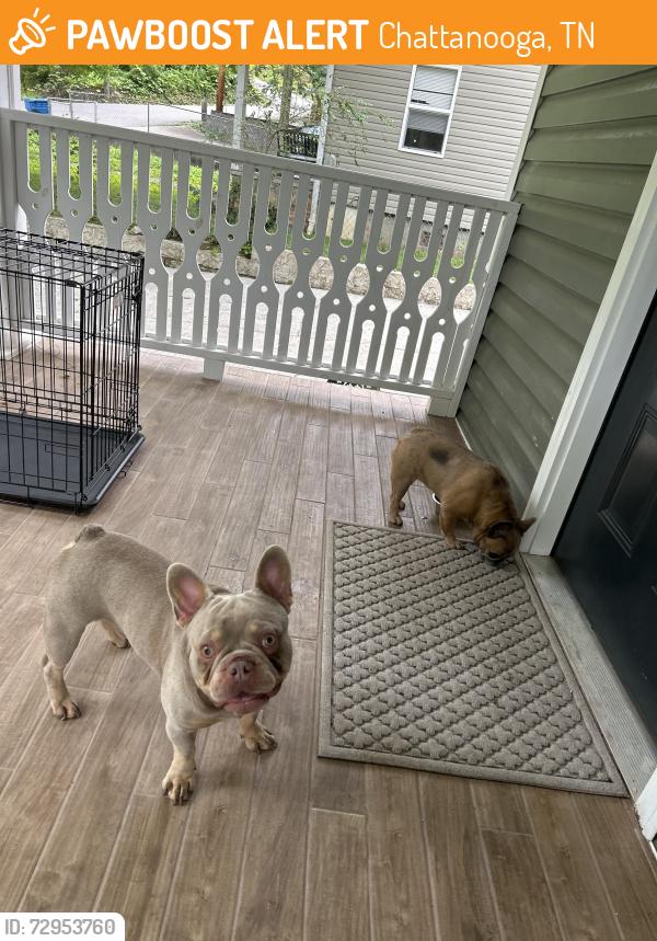 Found/Stray Male Dog last seen Hedgewood Dr., Chattanooga, TN 37405