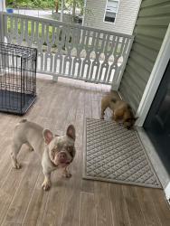 Found/Stray Male Dog last seen Hedgewood Dr., Chattanooga, TN 37405