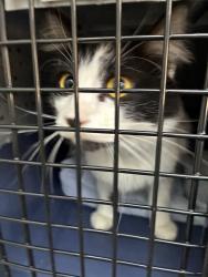 Shelter Stray Female Cat last seen Powell blvd, OR, Troutdale, OR 97060