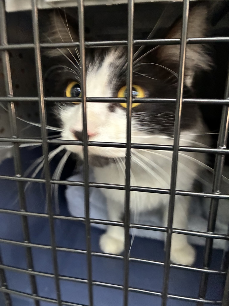 Shelter Stray Female Cat last seen Powell blvd, OR, Troutdale, OR 97060