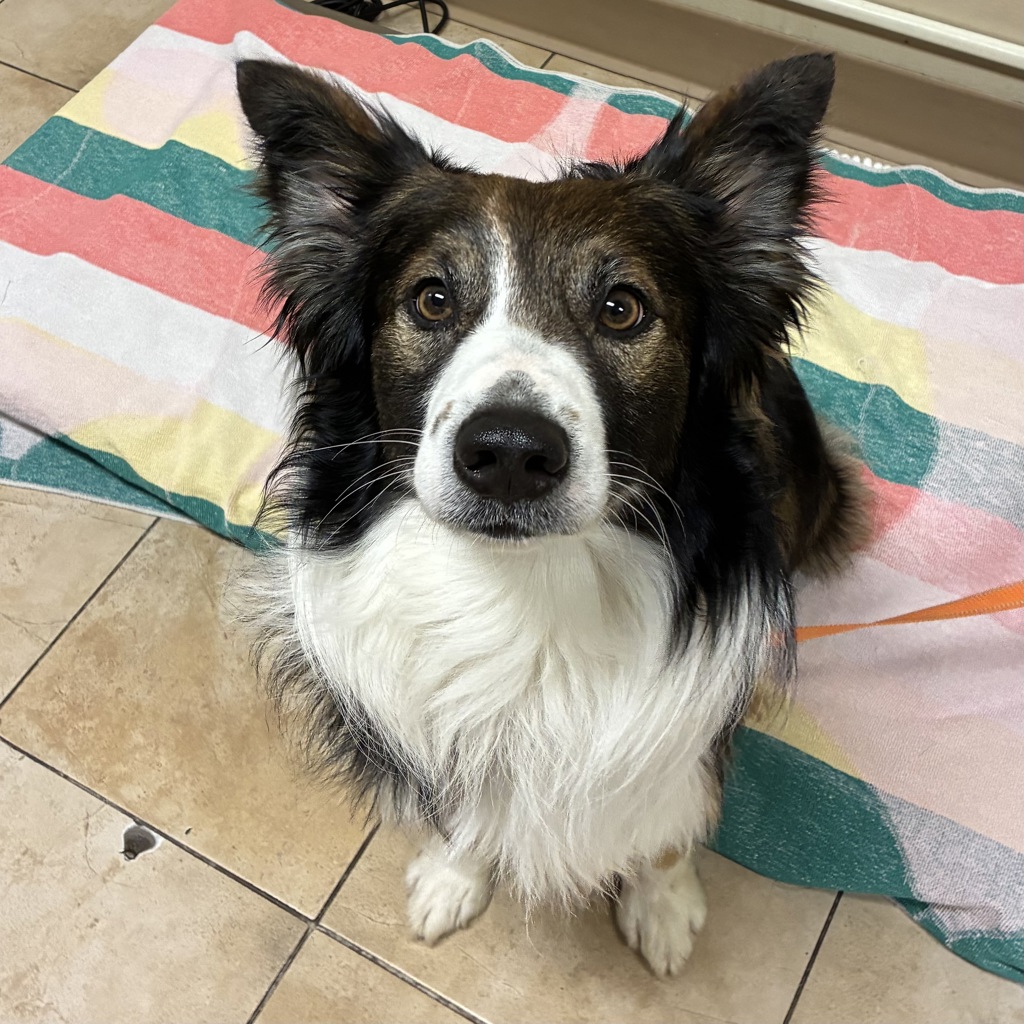Shelter Stray Male Dog last seen adoption return, PORTLAND, OR, 97217, 1700 W Historic Columbia River Hwy, Troutdale, OR 97060, USA